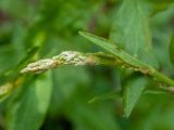 Rumex acetosella