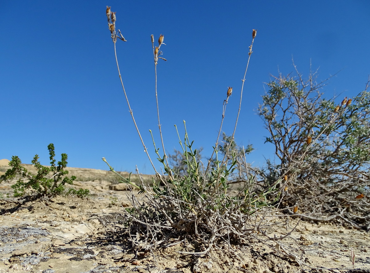 Image of Silene fruticulosa specimen.