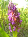 Dactylorhiza incarnata. Соцветие. Московская обл., ГО Подольск, мкр-н Климовск, обочина дороги. 07.06.2023.