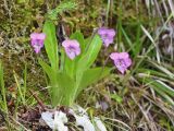 Viola gmeliniana. Цветущее растение. Амурская обл., Архаринский р-н, отроги Малого Хингана, рододендроновые заросли на склоне восточной экспозиции. 27.05.2020.