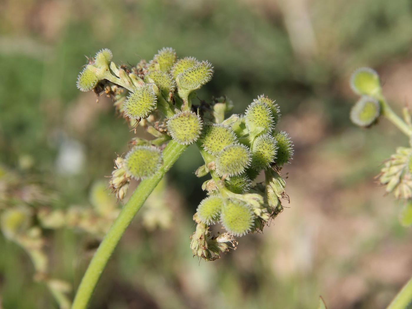Image of Kuschakewiczia turkestanica specimen.