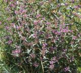 Phlomis pungens