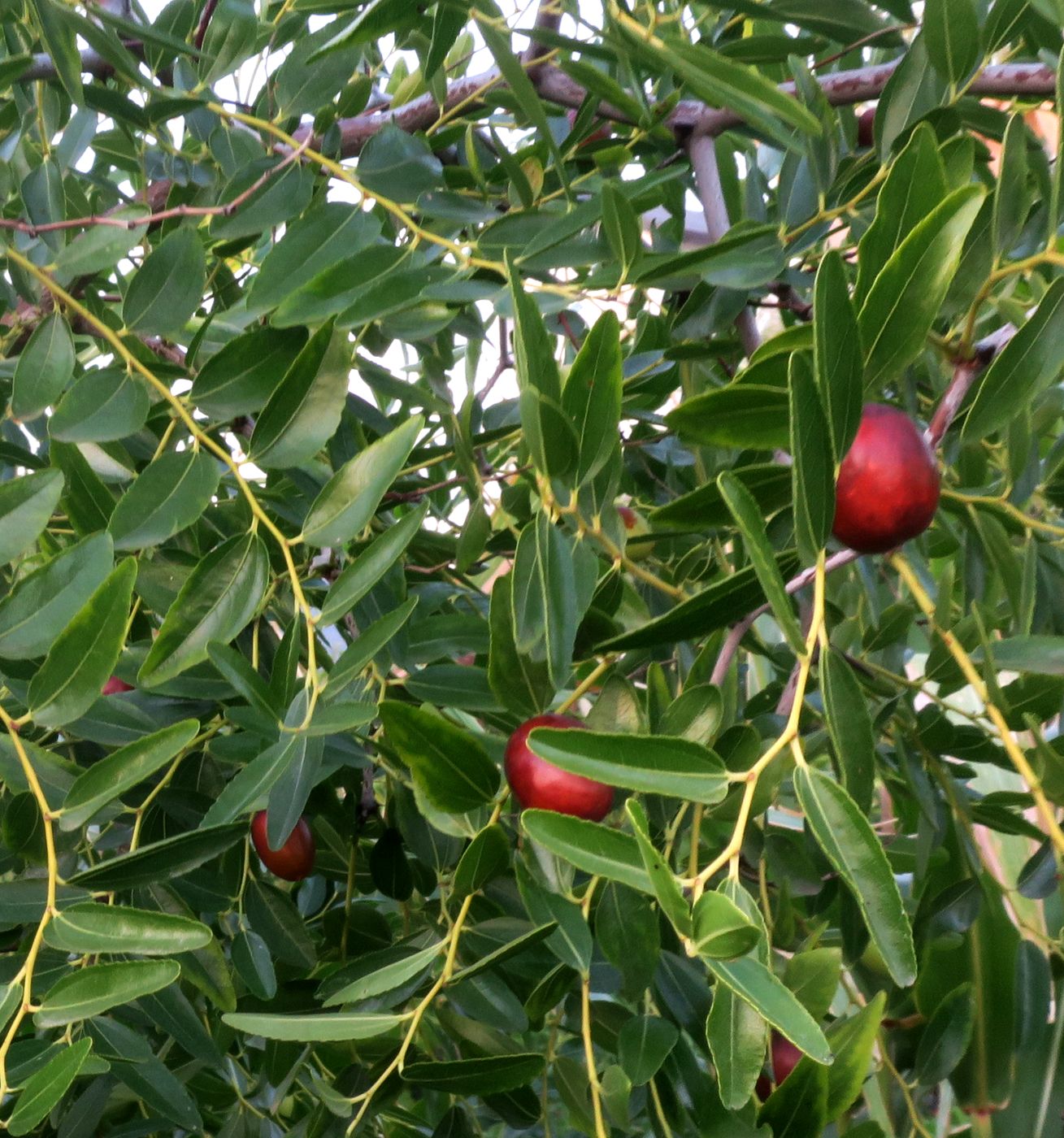 Изображение особи Ziziphus jujuba.