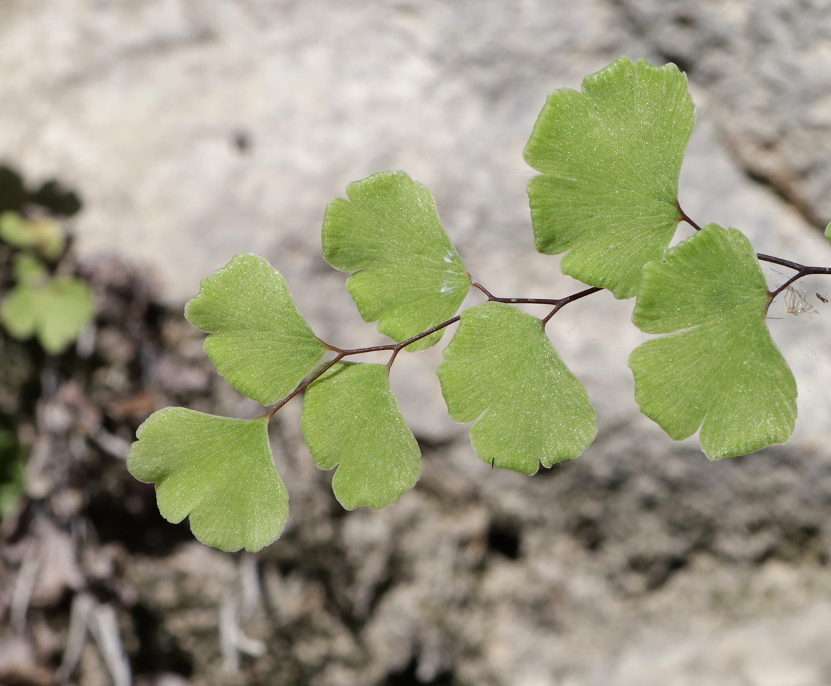 Изображение особи Adiantum capillus-veneris.