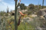 Euphorbia lomelii