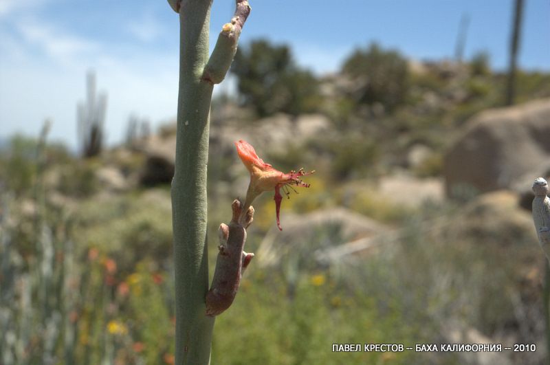 Изображение особи Euphorbia lomelii.