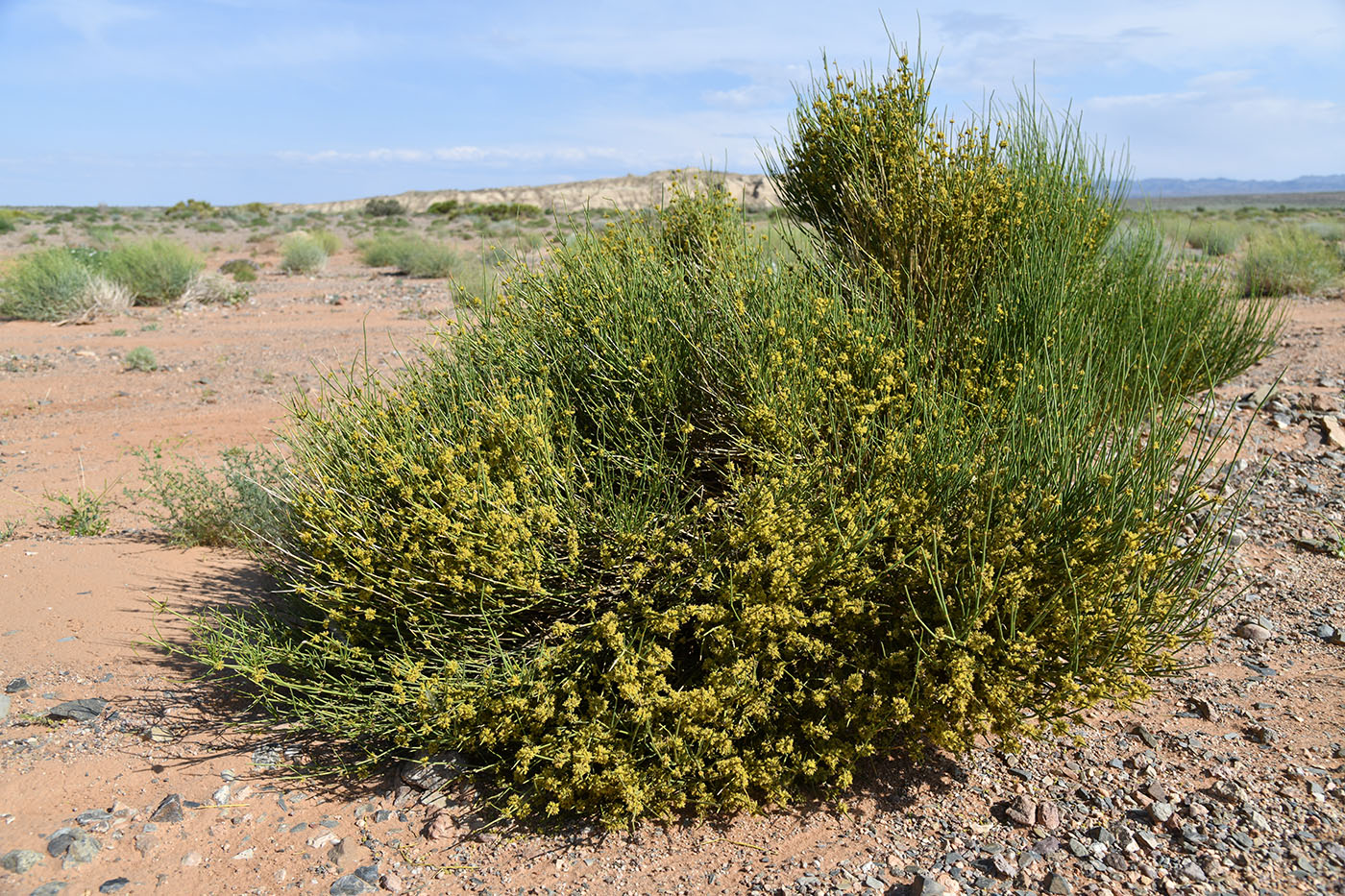 Image of Ephedra equisetina specimen.