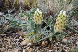 Astragalus lupulinus