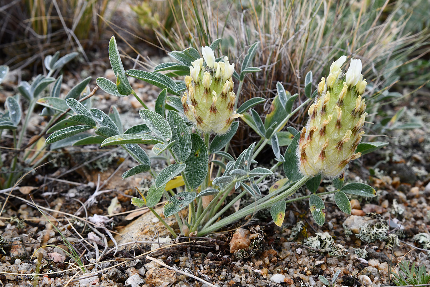 Изображение особи Astragalus lupulinus.