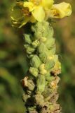 Verbascum thapsus. Часть соплодия с плодами и цветками. Санкт-Петербург, г. Кронштадт, заказник \"Западный Котлин\" у входа в форт \"Риф\"; северо-западное побережье о-ва Котлин, забурьяненный лужок у опушки ольхово-ивового леса близ обочины дороги. 25.08.2023.