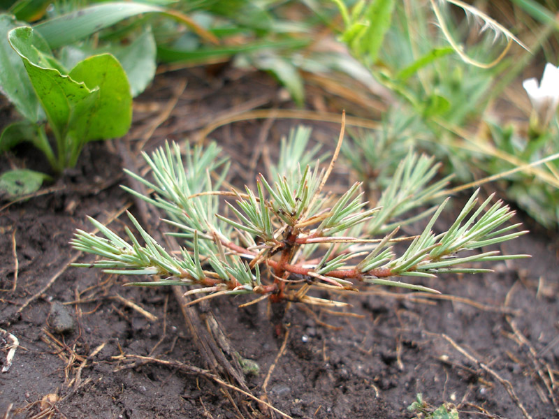 Image of Polycnemum majus specimen.