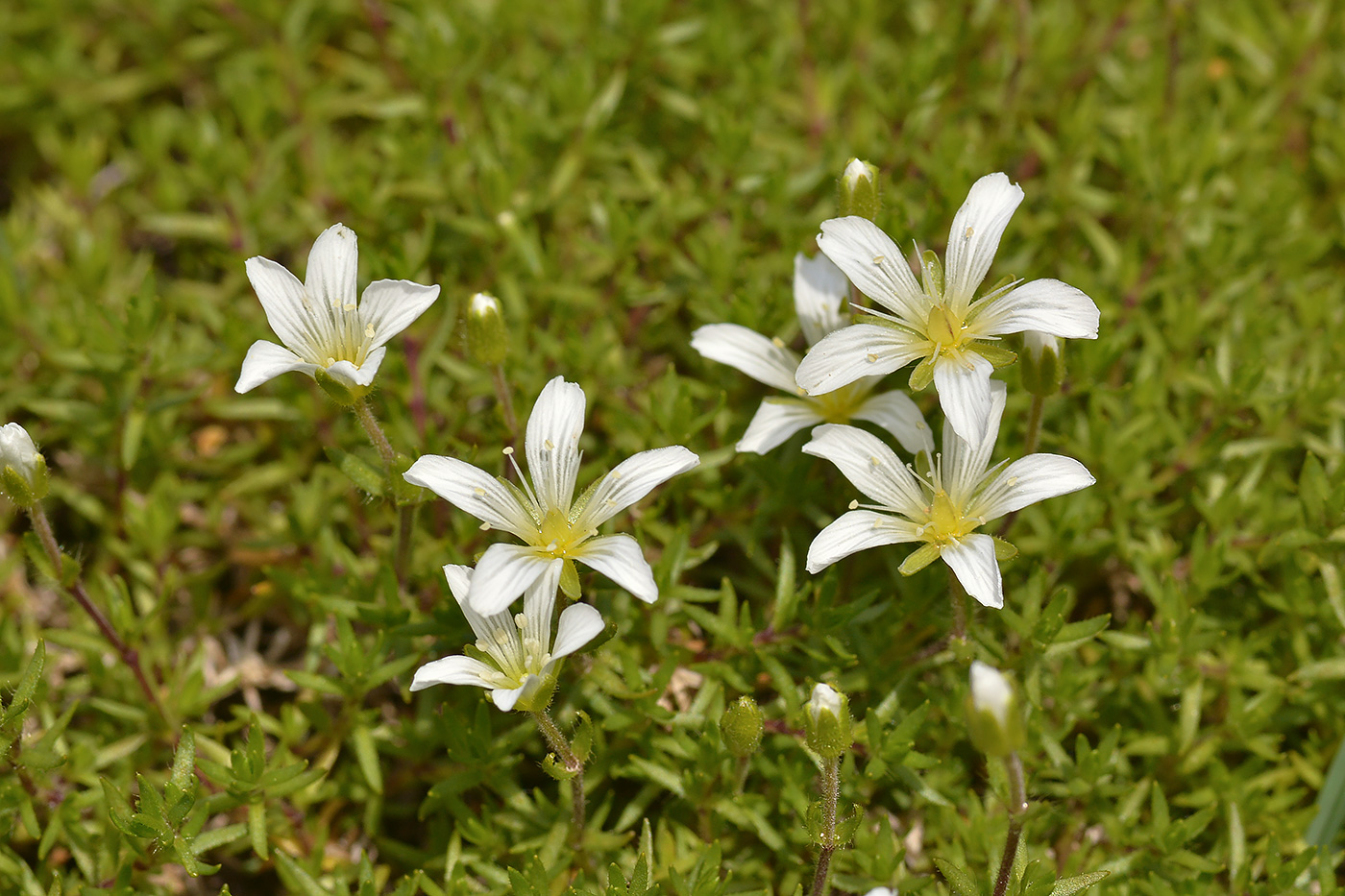 Image of Minuartia imbricata specimen.