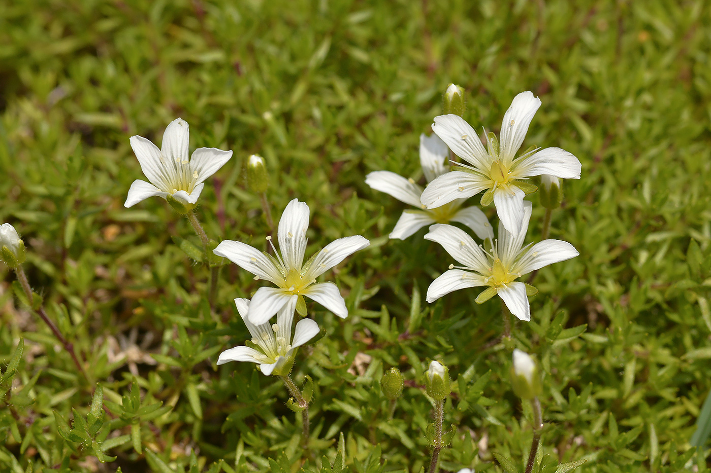 Изображение особи Minuartia imbricata.