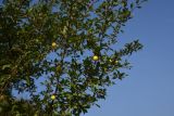 genus Prunus