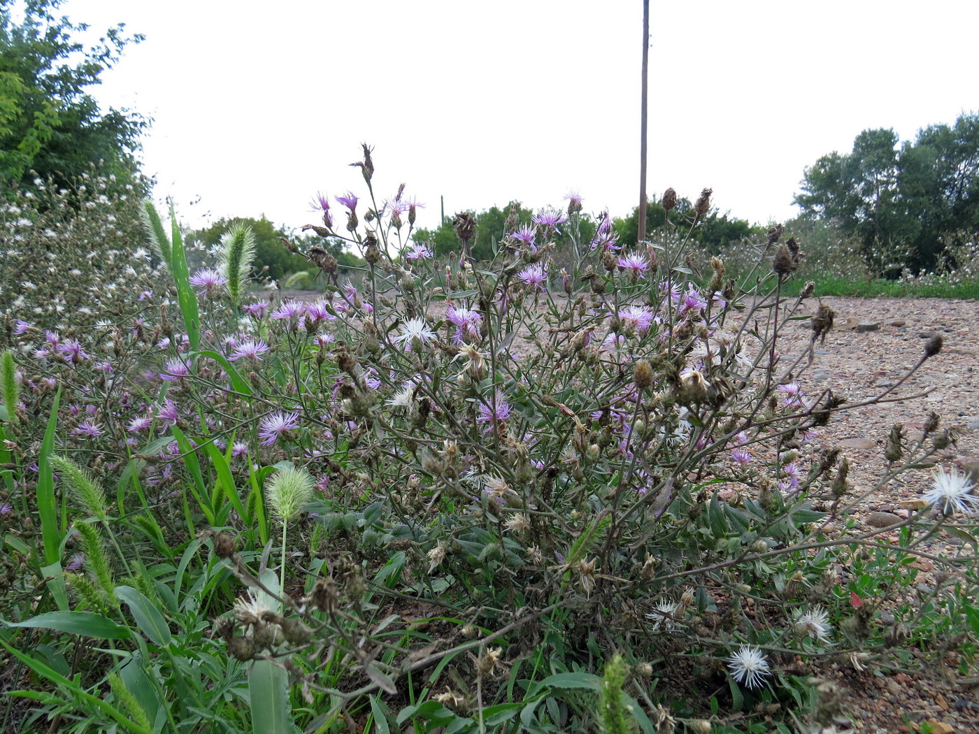 Изображение особи Centaurea diffusa.