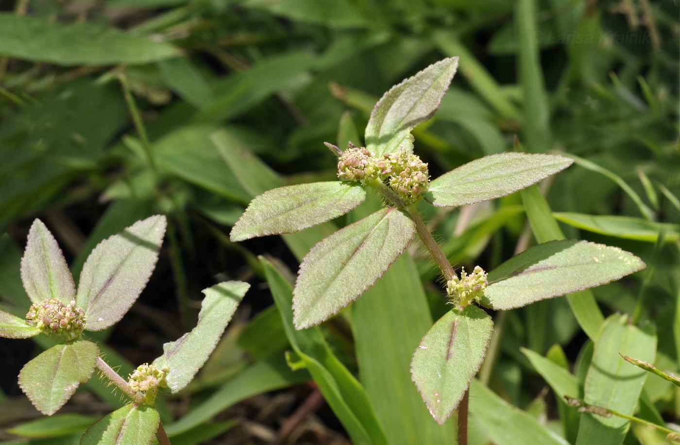 Изображение особи Euphorbia hirta.
