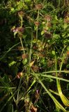 Clinopodium vulgare