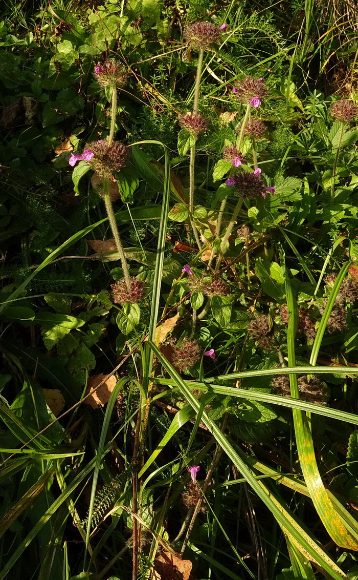 Изображение особи Clinopodium vulgare.