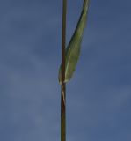 familia Poaceae