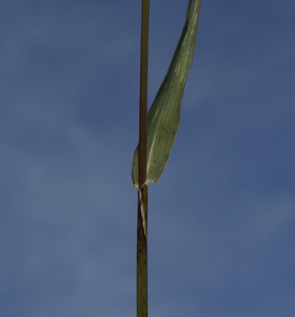 Изображение особи семейство Poaceae.