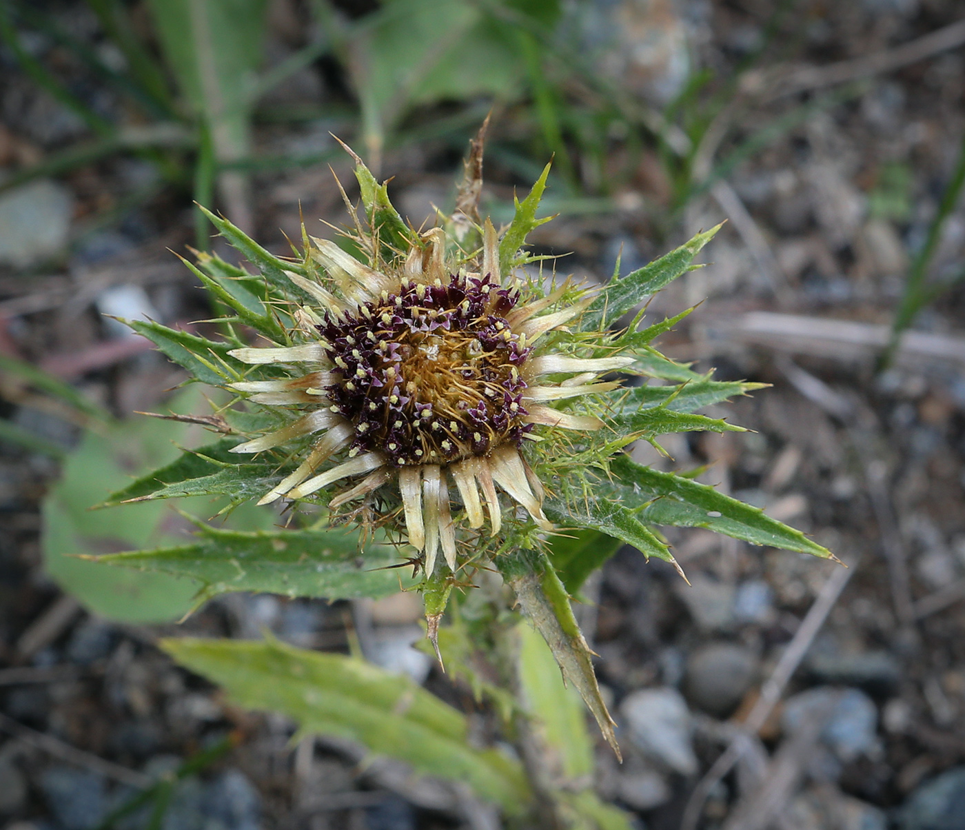 Изображение особи Carlina biebersteinii.