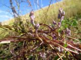 Cuscuta lehmanniana. Побеги с бутонами. Казахстан, Туркестанская обл., Сырдарья-Туркестанский государственный региональный природный парк, Боралдайский филиал, ≈ 1200 м н.у.м., небольшая ложбина, заросли Rubus caesius. 07.07.2019.