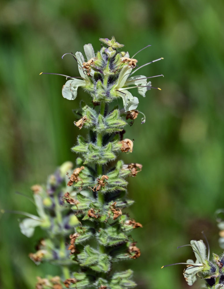 Image of Salvia armeniaca specimen.