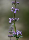 Nepeta nuda