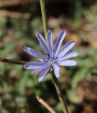 Cichorium intybus