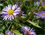 Symphyotrichum novi-belgii