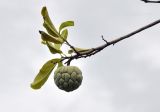 Annona squamosa