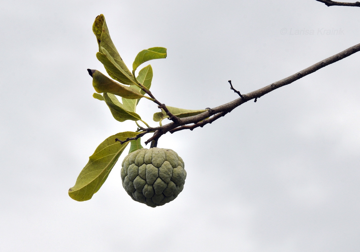 Изображение особи Annona squamosa.