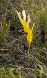 Polygonatum odoratum. Плодоносящее растение в осенней окраске. Башкортостан, Учалинский р-н, Миндякский сельсовет, каменистый склон горы Акбура ≈ 750 м н.у.м. 3 сентября 2023 г.