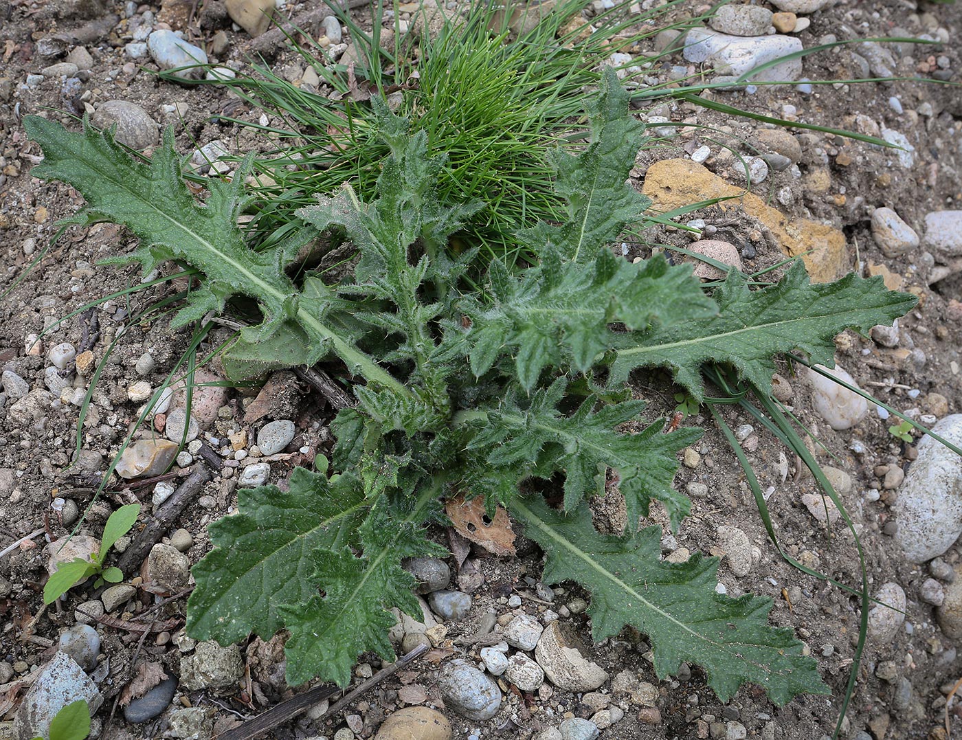 Изображение особи род Cirsium.