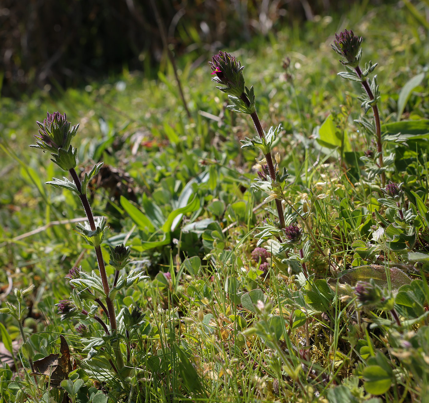 Image of Parentucellia latifolia specimen.