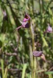 Serapias lingua