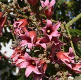 Brachychiton discolor
