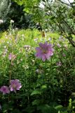 Malva thuringiaca