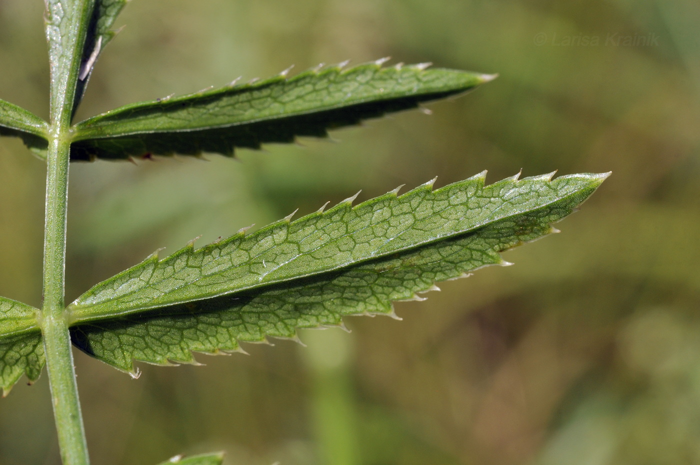 Image of familia Apiaceae specimen.