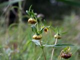 Bidens cernua var. radiata