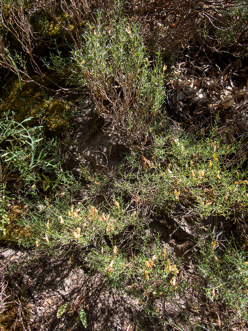 Image of Genista verae specimen.