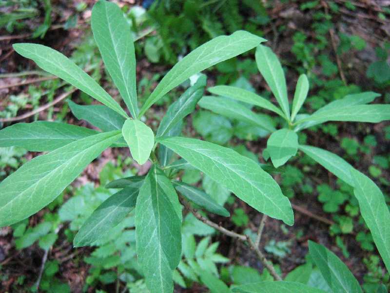 Image of Daphne mezereum specimen.