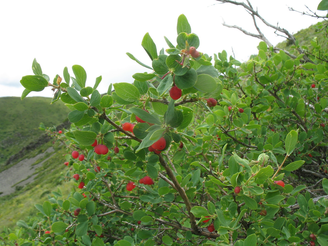 Изображение особи Lonicera microphylla.