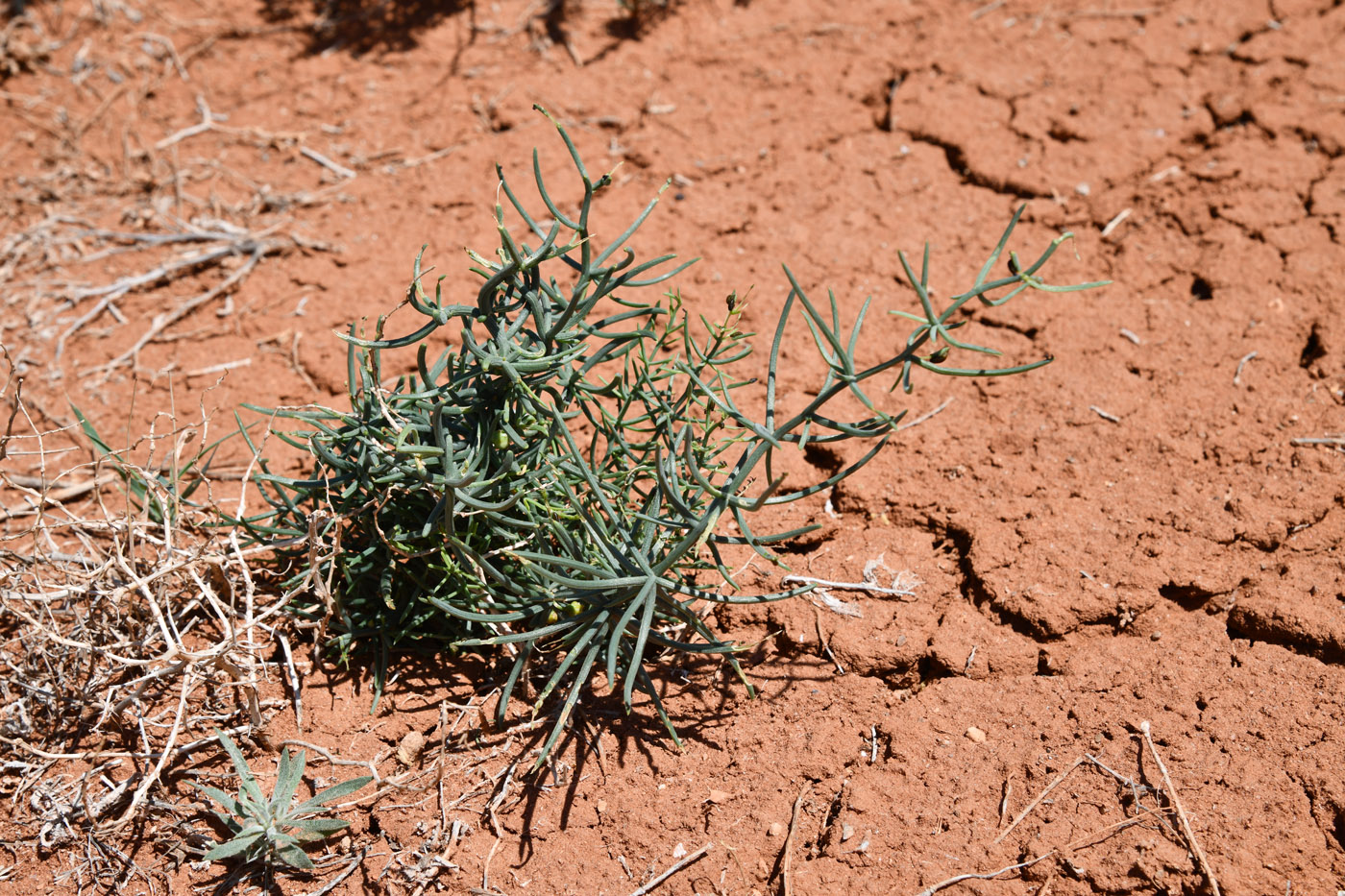 Image of Asparagus breslerianus specimen.
