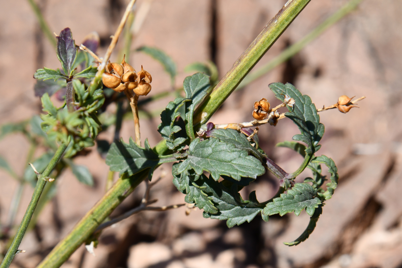 Изображение особи Scrophularia incisa.