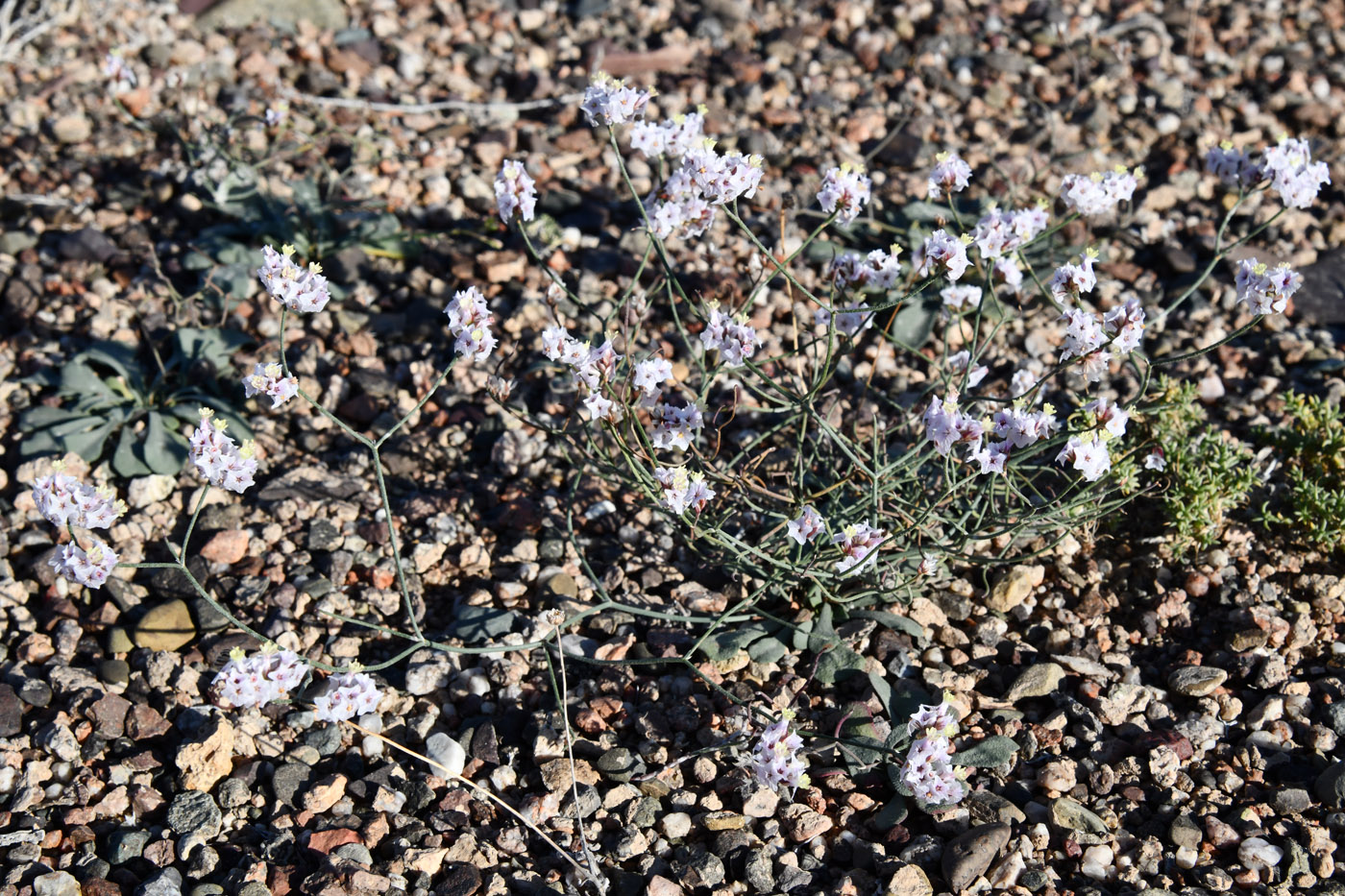 Image of Limonium michelsonii specimen.