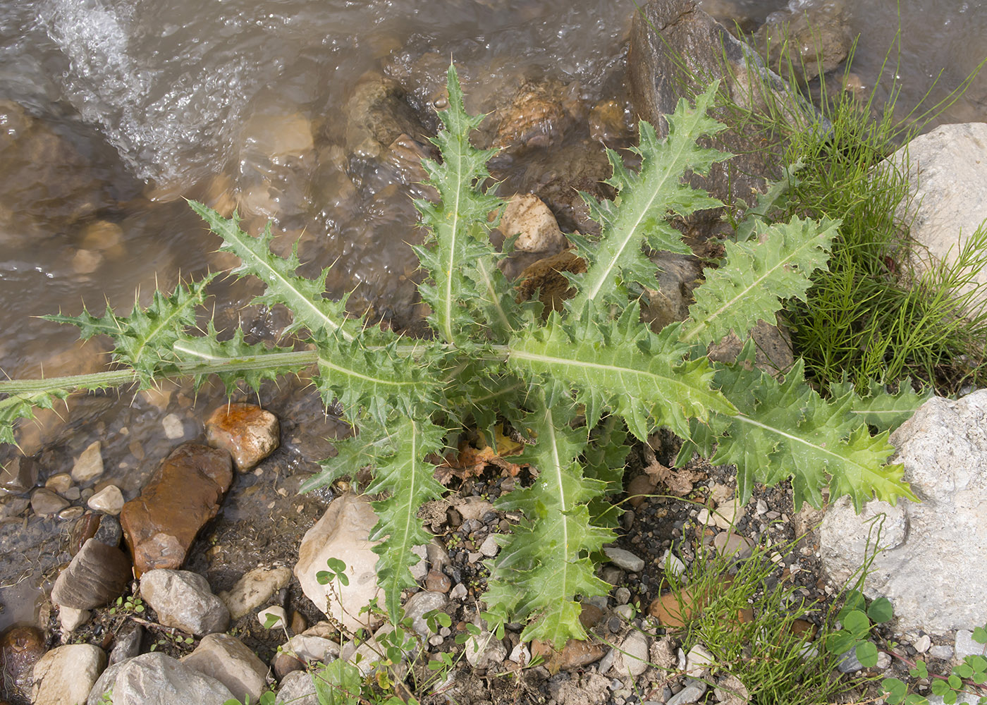Image of Cirsium uliginosum specimen.