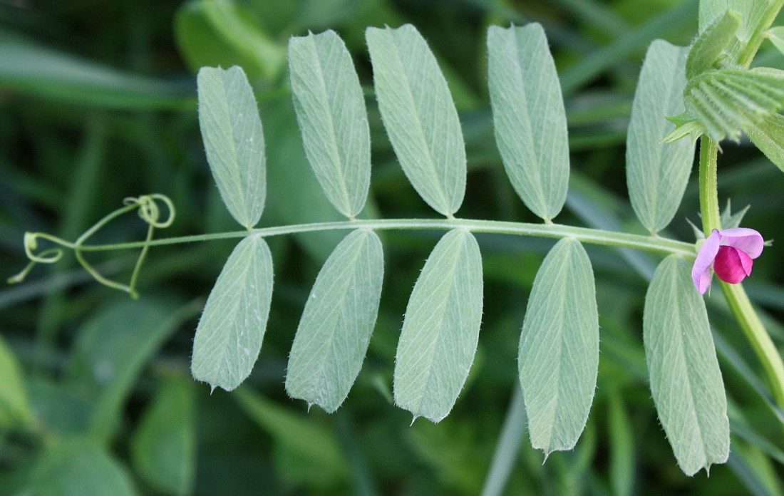 Изображение особи Vicia sativa.