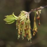 Acer negundo