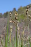 Carex praecox
